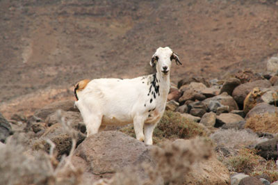 Fuerteventura Goat